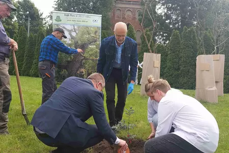 Genetyczna kopia dębu rogalińskiego posadzona w Czaczu