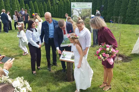 Genetyczna kopia dębu rogalińskiego posadzona w Czaczu