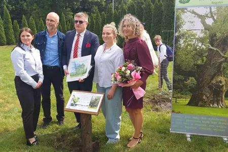 Genetyczna kopia dębu rogalińskiego posadzona w Czaczu