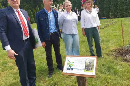Genetyczna kopia dębu rogalińskiego posadzona w Czaczu
