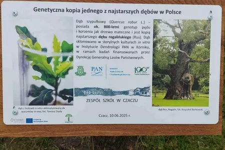 Genetyczna kopia dębu rogalińskiego posadzona w Czaczu