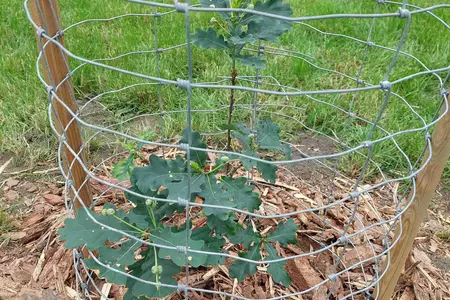 Genetyczna kopia dębu rogalińskiego posadzona w Czaczu