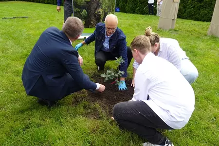 Genetyczna kopia dębu rogalińskiego posadzona w Czaczu
